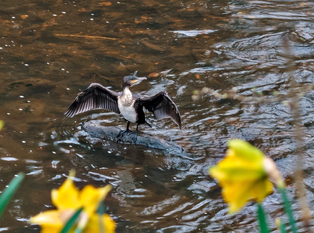 Young Cormorant drying its wings Young Cormorant drying its wings