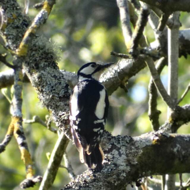 Woodpecker by the waterfall Woodpecker by the waterfall