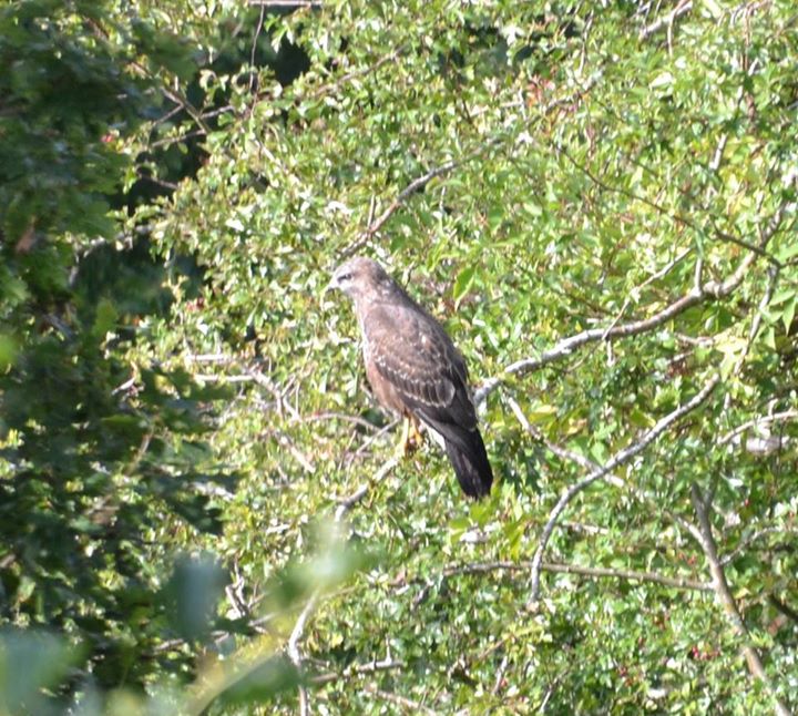 Sparrow Hawk - David McCann Sparrow Hawk - David McCann