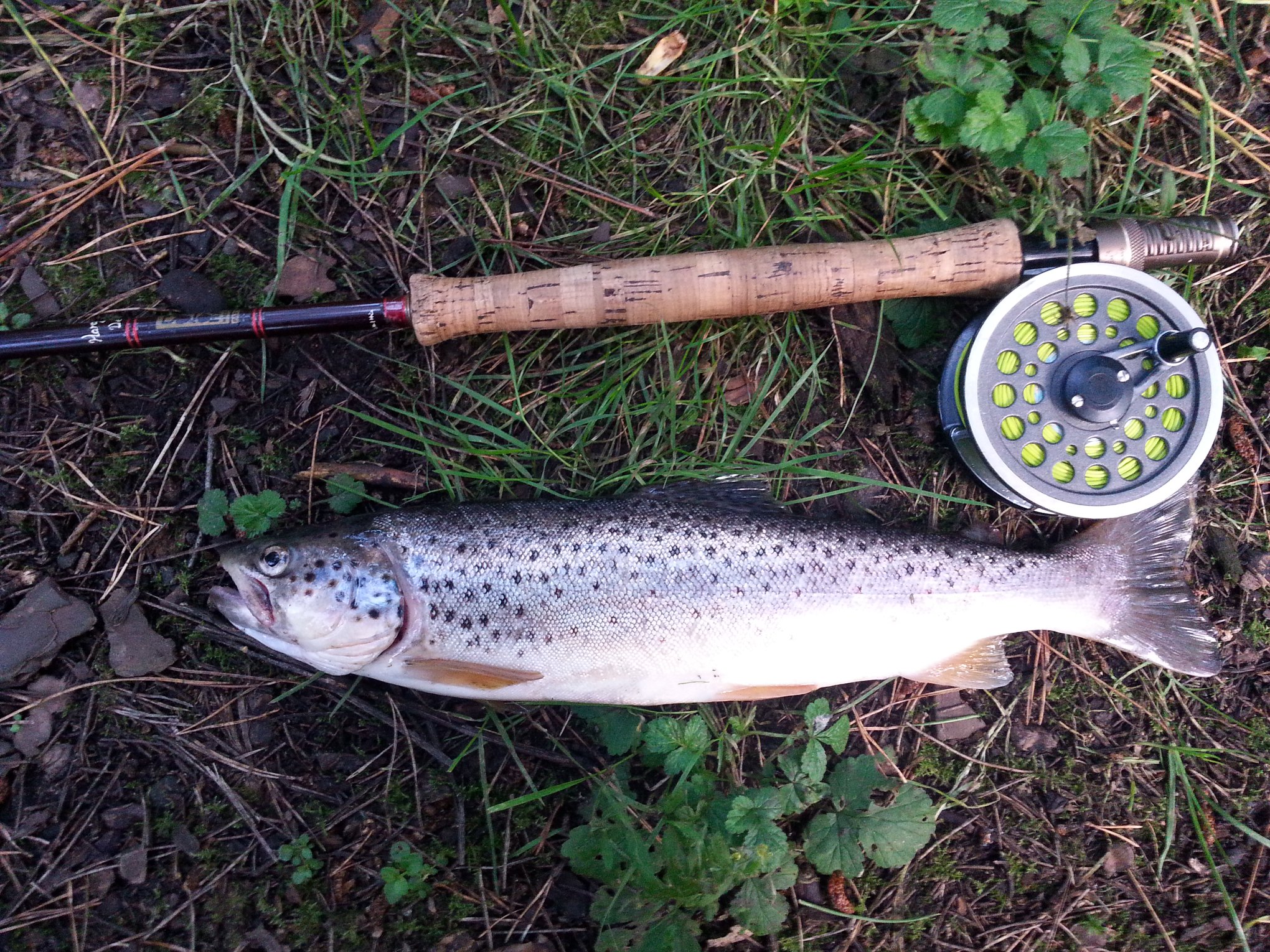 Brown Trout caught from the beach