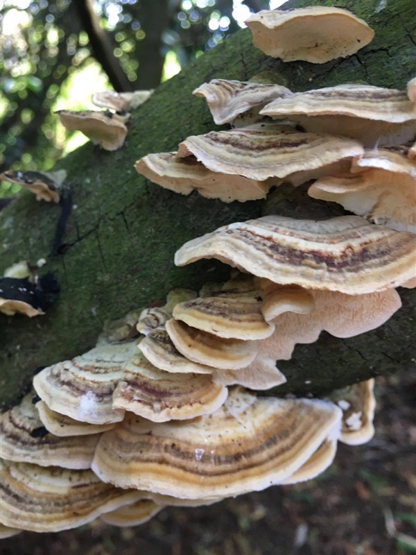 Steve McCann 09 Turkey tail